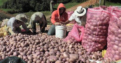 Imagen de  Fedepapa: La situación de importación del producto es preocupante