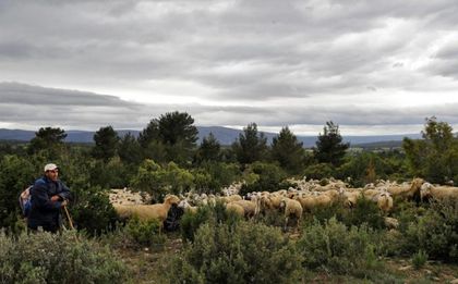 Imagen de  Calendario ambiental 2026: un año repleto de fechas para el medioambiente