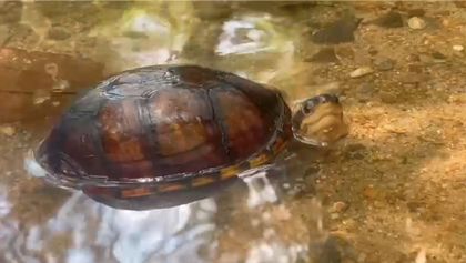 Imagen de 30 animales silvestres fueron regresados a su hábitat natural