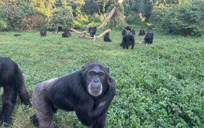 Imagen de  Los científicos dan un paso más y sugieren que los chimpancés son pensadores racionales