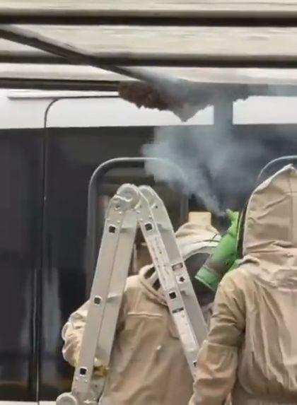 Imagen de  Panal de abejas retirado de la estación San Antonio del Metro será reubicado en Guarne