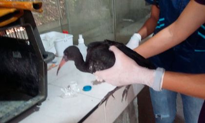 Inician traslado de Ibis Coquito en Buga