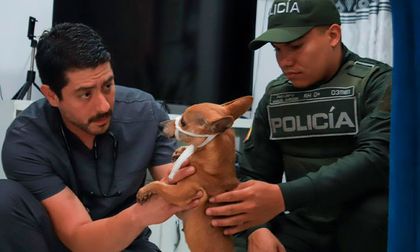 Bienestar Animal rescata perrita en grave estado de salud en conjunto residencial del sur de Cali