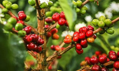 Imagen de  ¿Cuántos contagiados por COVID-19 ha dejado la cosecha cafetera?