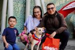 Imagen de Este domingo habrá jornada de adopción de perros y gatos en Medellín: 80 peluditos buscarán un hogar