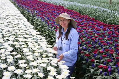 Imagen de  El Oriente exportará 200 millones de tallos de flores para la celebración de San Valentín