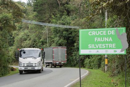 Imagen de  Altas cifras de atropellamiento de fauna silvestre en 2022; acuerdo busca su protección