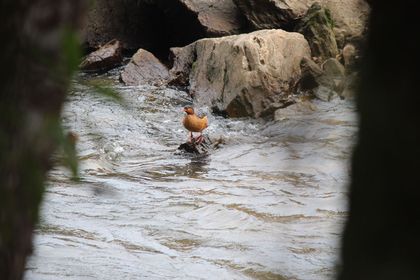 Imagen de  Otro municipio del Oriente también declaró patrimonio al pato de torrentes y al río Piedras, ¿cuál fue?