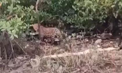 Llamado a proteger jaguar avistado en el Pacífico