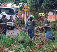 Siembras, educación ambiental y participación comunitaria: así funciona ‘Distrito + Verde’ en los barrios de Cali