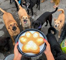 Rescatar, sostener y no detenerse: el liderazgo detrás de la Fundación Mestizzos 4 Patas