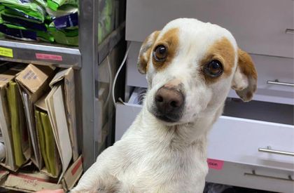 Imagen de Habitante de Granada denuncia que “animalistas” raptaron y se llevaron a su perrita Pinky a Medellín