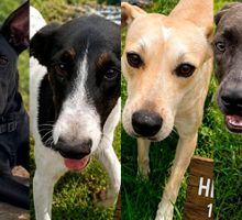 Jornada gratuita de adopción de mascotas: Palmira abre una nueva oportunidad para perros y gatos rescatados