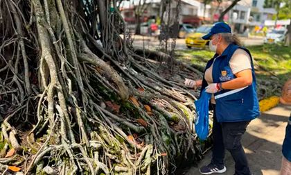 La calle 9ª de Cali está bajo vigilancia por presencia de ratas: esto deberán hacer los restaurantes del sector