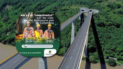 Imagen de  “Vaca” por las vías en Antioquia ha recibido casi 10.000 donaciones; ¿cuánto ha recaudado?