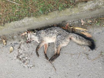 Imagen de  Otro zorro perruno apareció muerto en la vía Rionegro – La Ceja