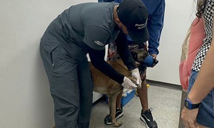 Perro también fue víctima del atentado con artefactos explosivos en Mariano Ramos