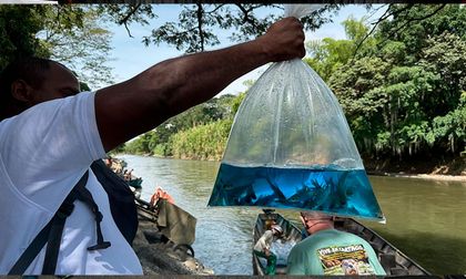 Siembran bocachico en el río La Vieja