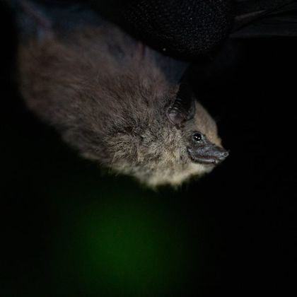 Imagen de  Redescubren en Antioquia una especie de murciélago que se creía extinta