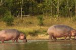 Imagen de MinAmbiente se reunirá con santuario Vantara, de India, interesado en translocaciones de hipopótamos: “una última oportunidad”