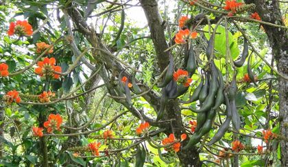 Imagen de ¿Ha comido chachafruto? Estudio de la UdeA reveló su aporte contra enfermedades metabólicas