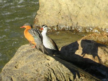 Imagen de  El pato de torrentes ya es patrimonio de La Ceja: ¿en qué se invertirán los recursos aprobados?