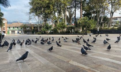 Imagen de  19 municipios del Oriente piden vía libre para reactivar sus economías
