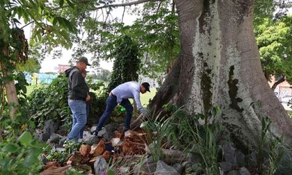 Árboles emblemáticos en Cali son intervenidos por plagas y hongos