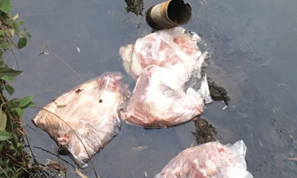 Imagen de  Denuncia ciudadana: Tiraron desechos óseos a la quebrada La Pereira