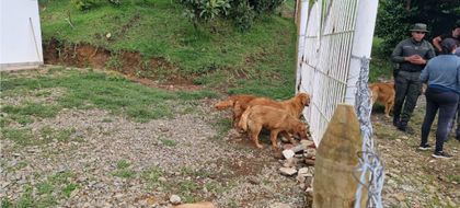Imagen de  En Guarne rescataron 11 perritos y decomisaron 120kg de estupefacientes. Hay cinco capturados