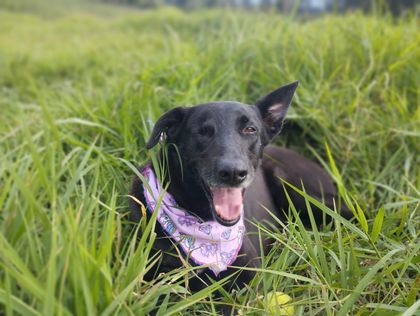 Imagen de Negra, la perrita que vive en la UdeA Oriente, necesita de nuestra ayuda: está hospitalizada