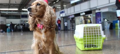 Imagen de  Avanza proyecto de ley #NoSonEquipaje en el Congreso, que busca mejorar el transporte de animales en servicio público