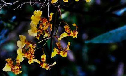 El Valle del Cauca un jardín de flores y aves-II