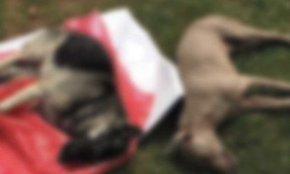 Imagen de  Denuncian envenenamiento de caninos en Argelia: habrá recompensa para quien dé información