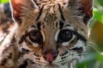 Imagen de Reintroducen ocelote rehabilitado en bosque de Urabá