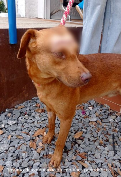 Imagen de A la cárcel hombre que lesionó a un perro durante una riña con su expareja