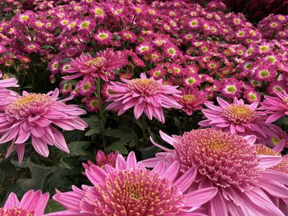 Imagen de  En el Oriente inicia la Semana del Crisantemo: presentarán 250 nuevas variedades de esta flor