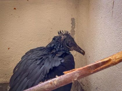 Imagen de ¡Reprochable! Un gallinazo fue atacado con aceite caliente en Antioquia. Sufrió quemaduras y daño en su plumaje