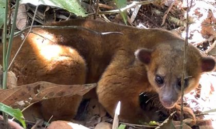 Fauna silvestre volvió a su hábitat en el Valle
