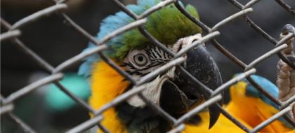 Imagen de  Informe en la COP16 revela la magnitud del tráfico de fauna silvestre en Colombia