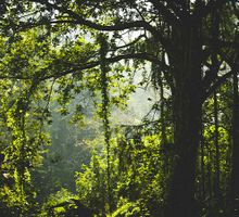 Apoyo internacional a Colombia por protección de Amazonia