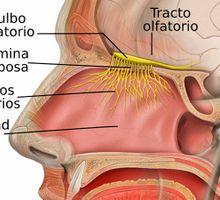 ¿Meterse los dedos a la nariz es peligroso para el cerebro?