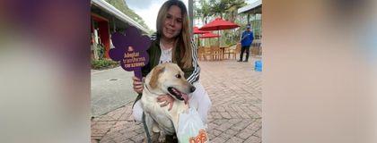 En Rionegro habrá jornada de adopción de animales en el Centro Comercial San  Nicolás - MiOriente