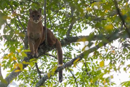 Imagen de  Confirman presencia de puma en zona rural de La Unión, Cornare activa monitoreo y recomendaciones a la comunidad