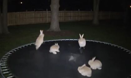Era IA: desmienten video viral de conejos saltando en trampolín que contaba con millones de visitas