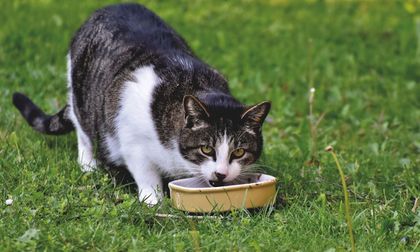 Cuatro alimentos que pueden matar a tu gato