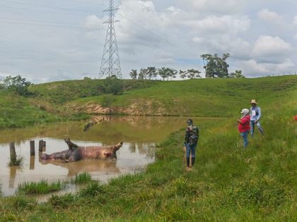 Imagen de  Investigan muerte de hipopótamo en lago que era parte de la Hacienda Nápoles, Cornare ya tiene hipótesis