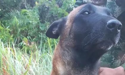 Ejército salvó a perro mordido por serpiente