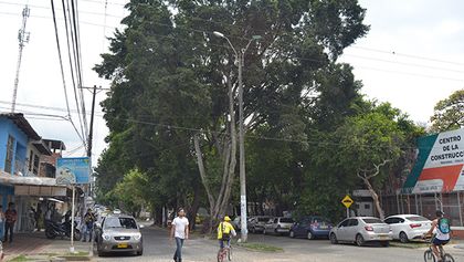 Exigen intervención arbórea en Comuna 8