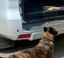 ¿Quién es Zuka? La canina que se retira después de más de ocho años protegiendo vidas en Colombia